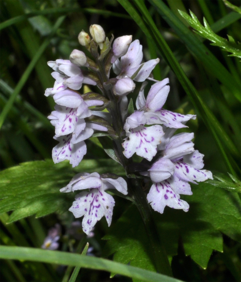 Image of Dactylorhiza fuchsii specimen.