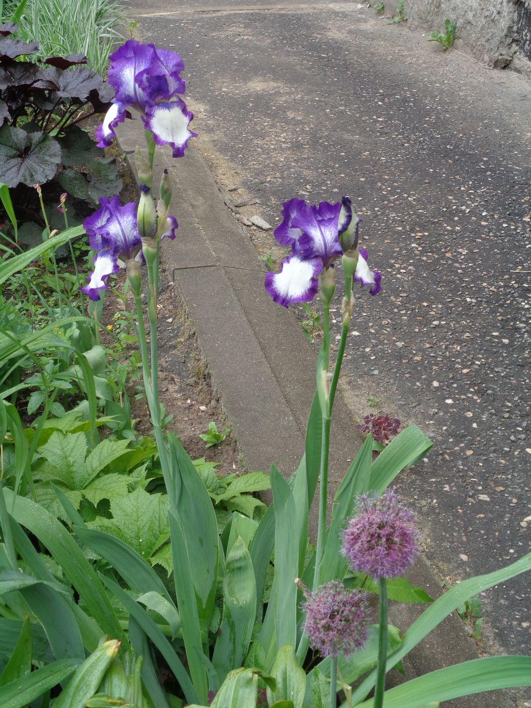 Изображение особи Iris &times; hybrida.