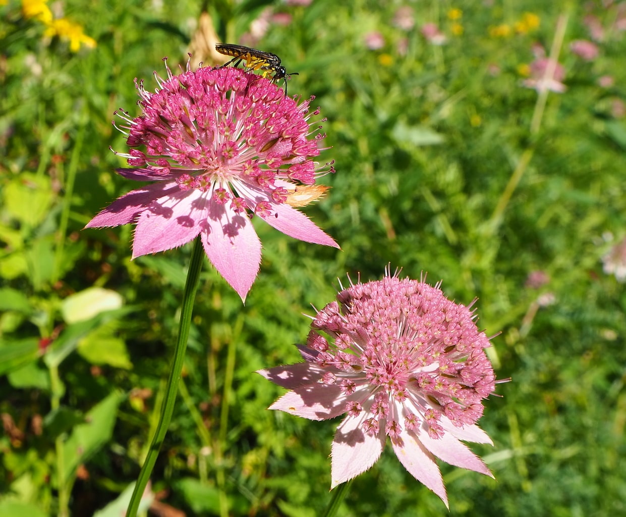 Image of Astrantia maxima specimen.