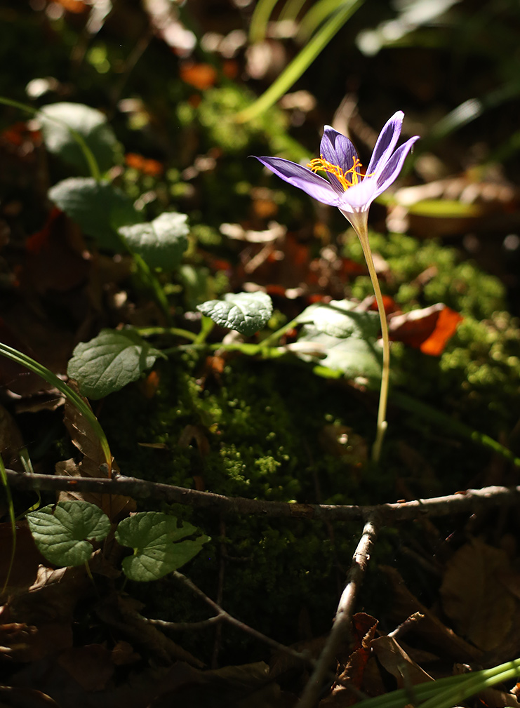 Изображение особи Crocus speciosus.