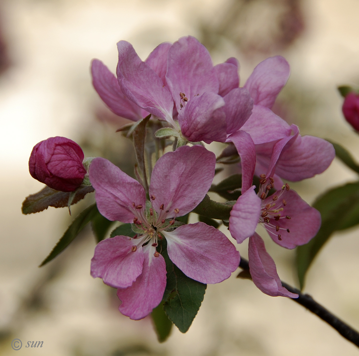 Image of Malus niedzwetzkyana specimen.