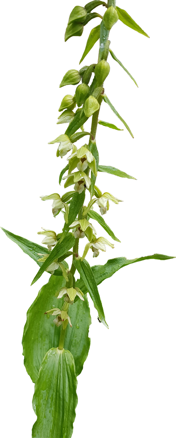 Изображение особи Epipactis helleborine.