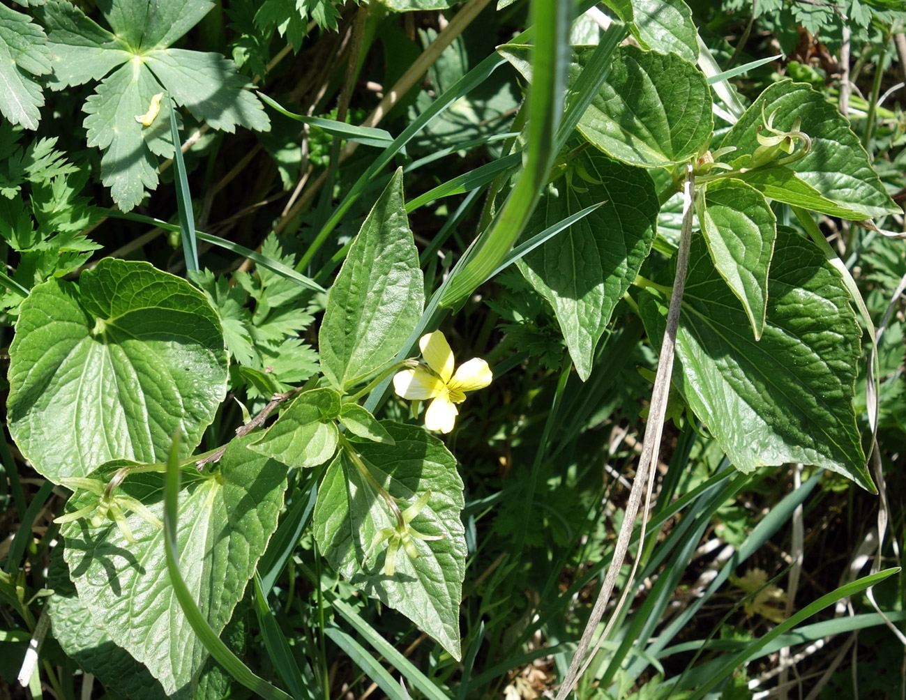 Image of Viola acutifolia specimen.