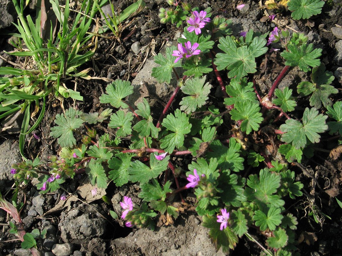 Image of Geranium molle specimen.