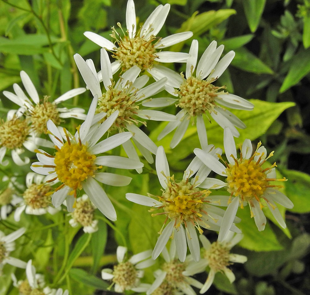 Image of Doellingeria umbellata specimen.