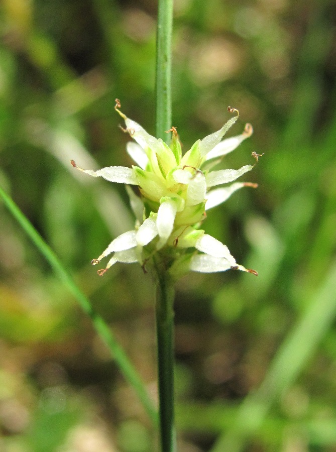 Изображение особи Carex canescens.