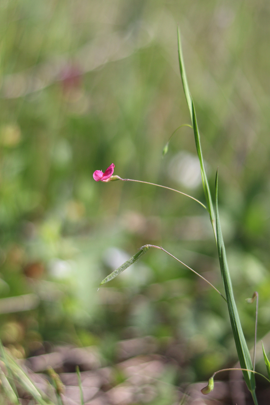 Изображение особи Lathyrus nissolia.