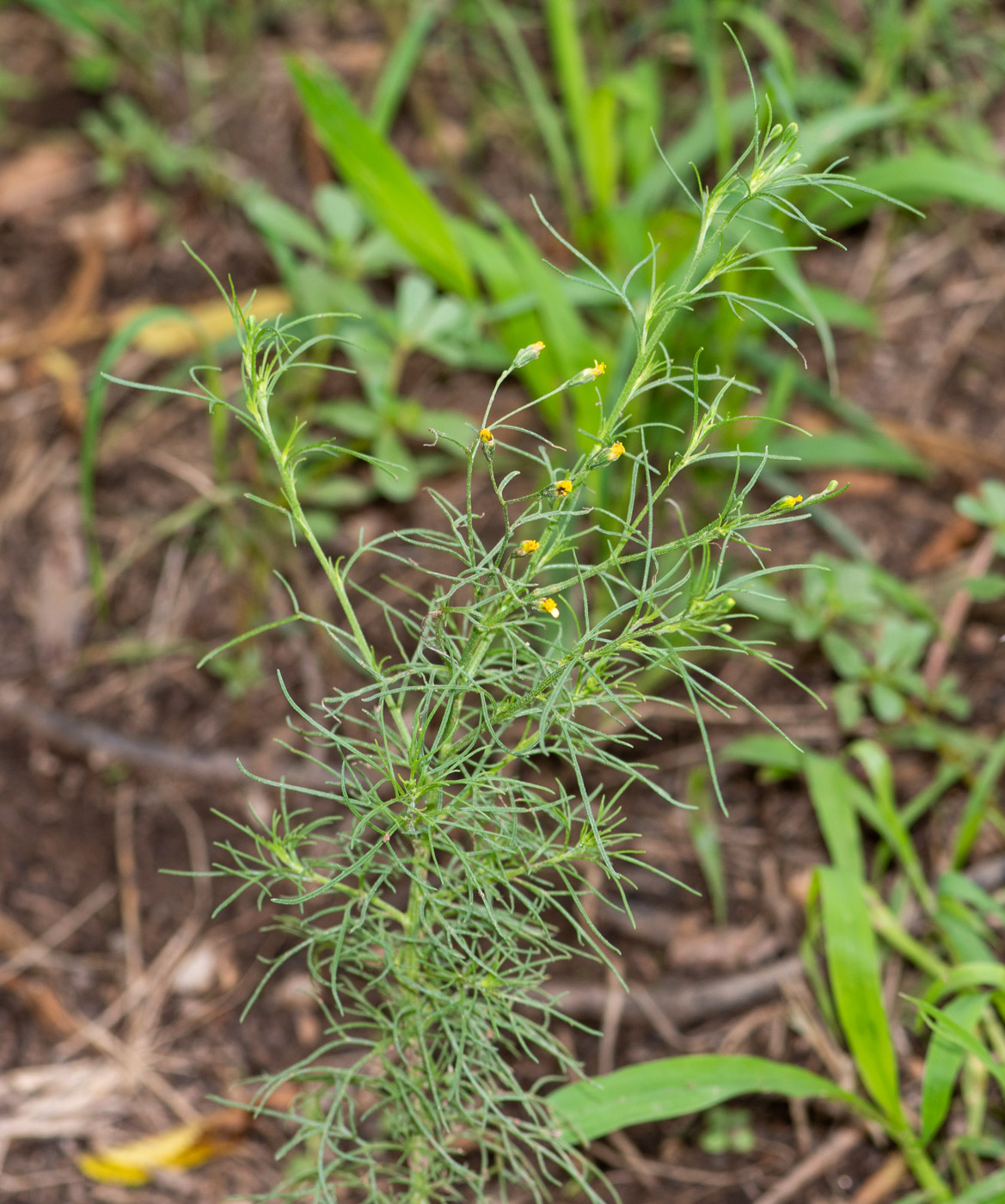 Изображение особи Schkuhria pinnata.