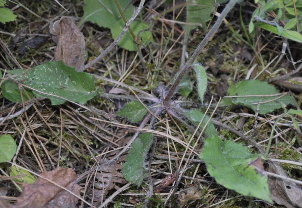 Image of genus Hieracium specimen.