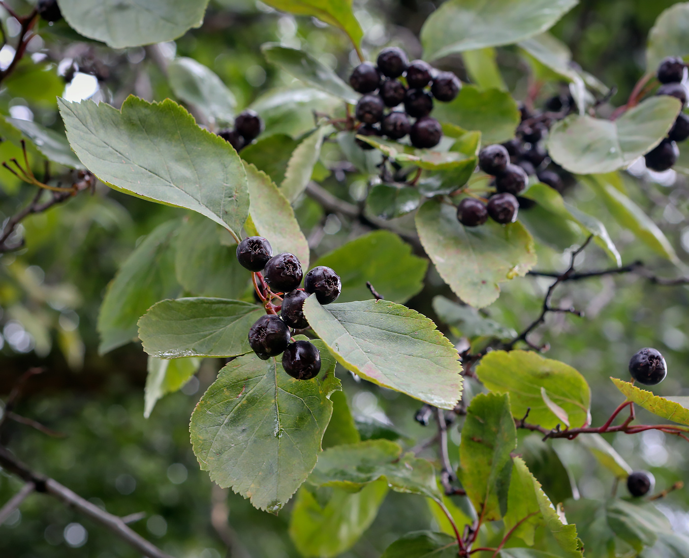 Image of Crataegus rivularis specimen.