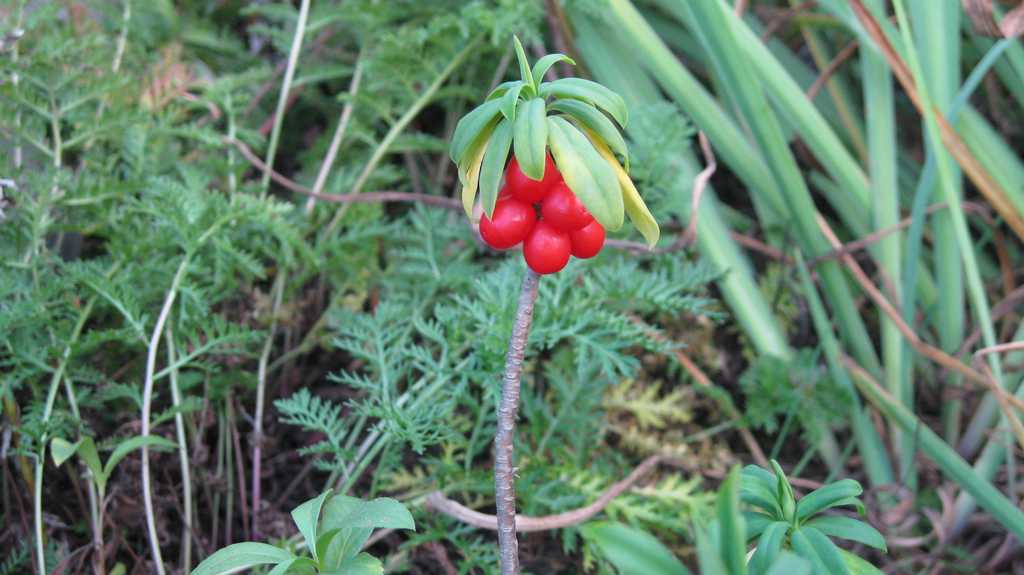 Image of Daphne kamtschatica specimen.