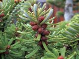 Abies koreana