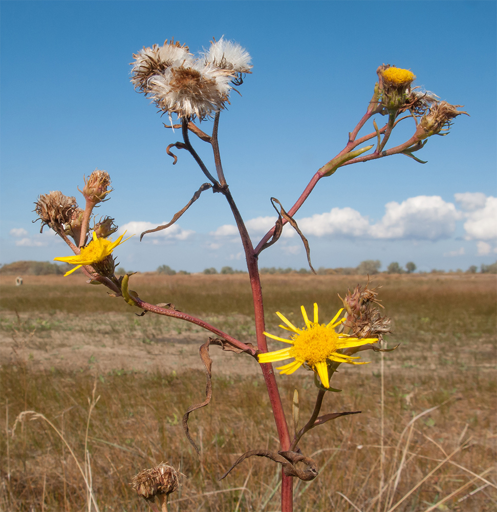 Image of Inula caspica specimen.