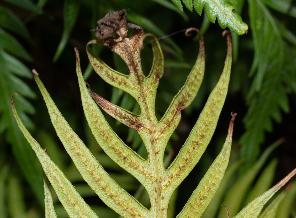 Image of Woodwardia prolifera specimen.