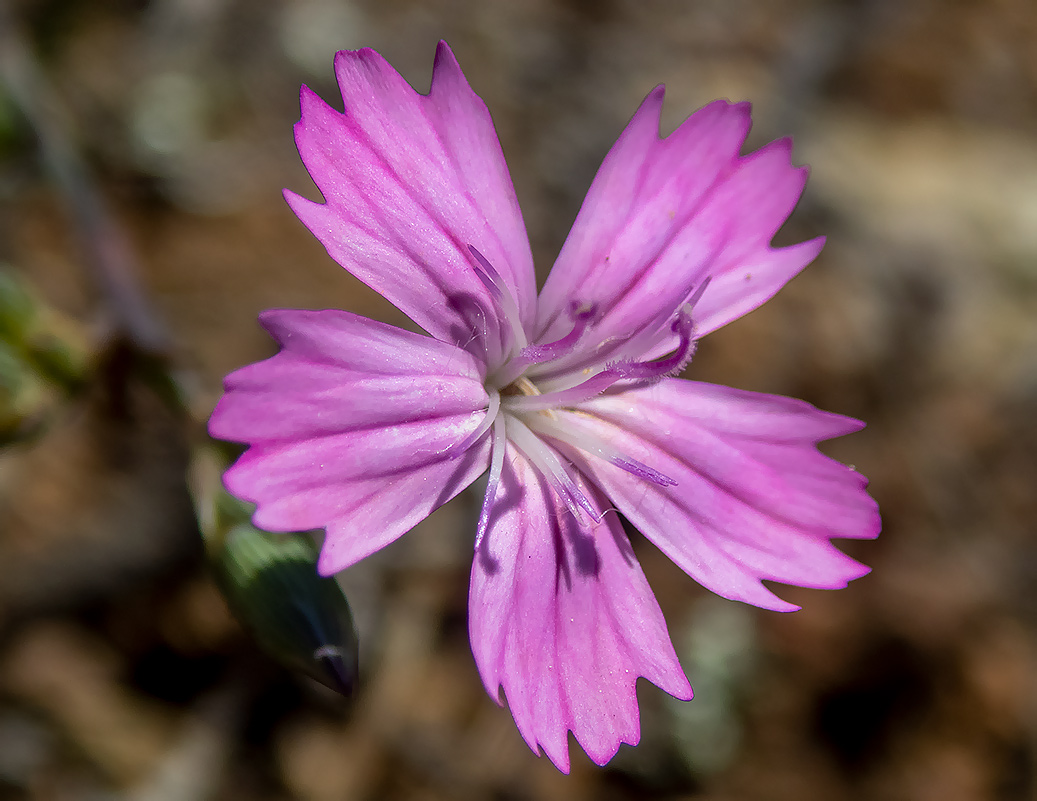 Изображение особи Dianthus diffusus.