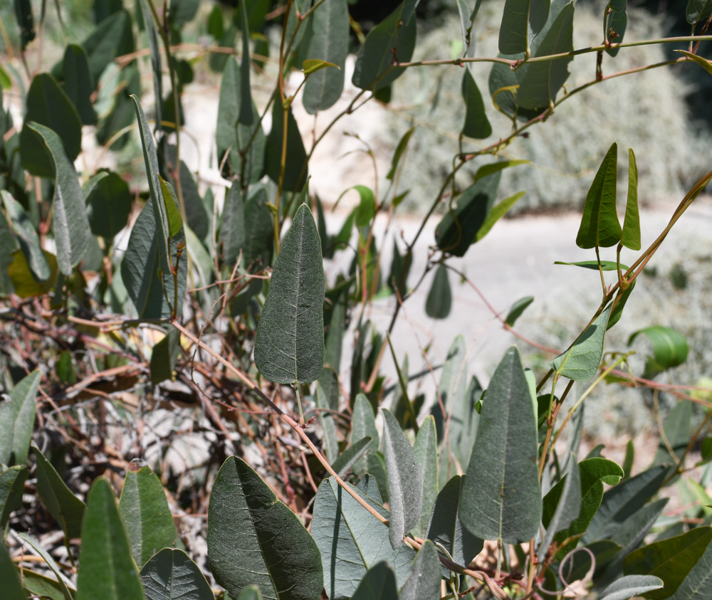 Image of Hardenbergia violacea specimen.