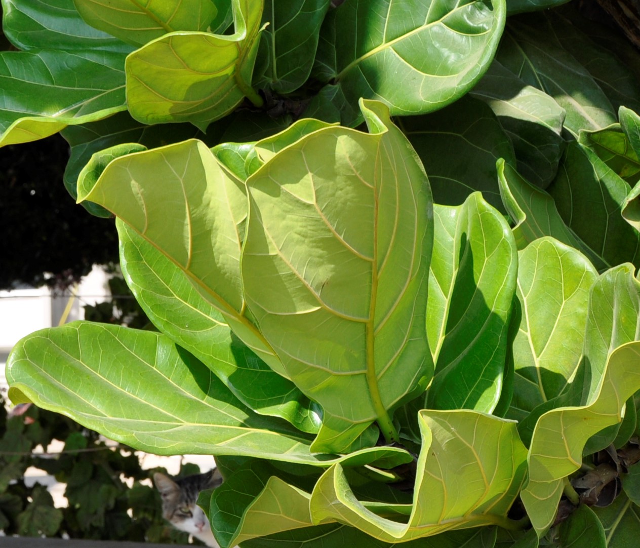 Image of Ficus lyrata specimen.