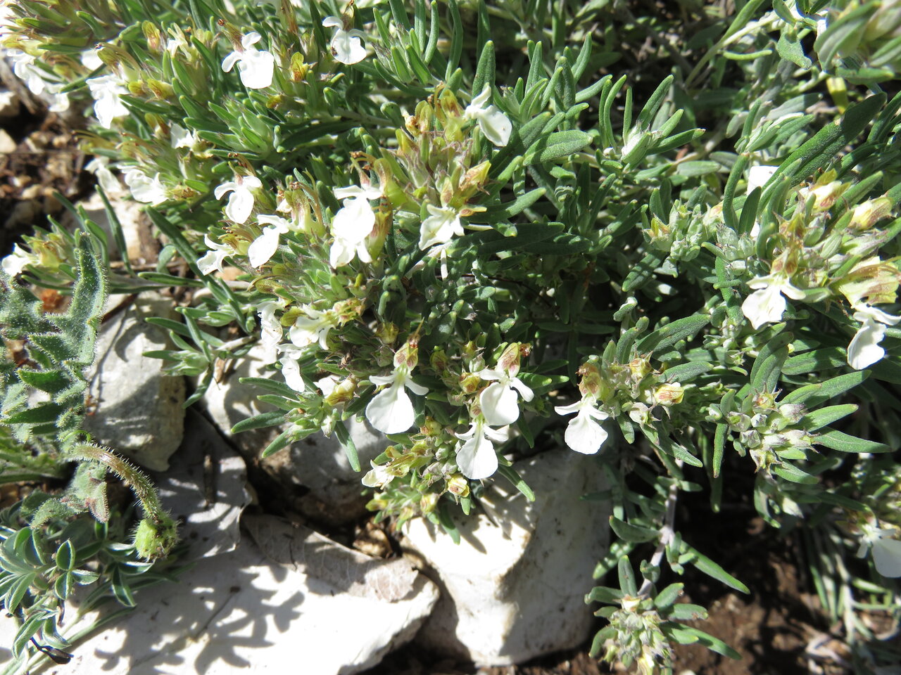 Image of Teucrium montanum specimen.