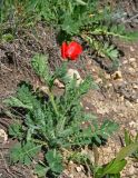 Glaucium corniculatum