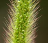 Setaria viridis. Средняя часть колоса. Приморский край, Лазовский р-н, Лазовский заповедник, окр. кордона Карпадь, берег реки Прямушки. 19.08.2009.