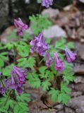 Corydalis solida