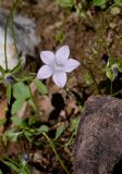 Campanula sidoniensis