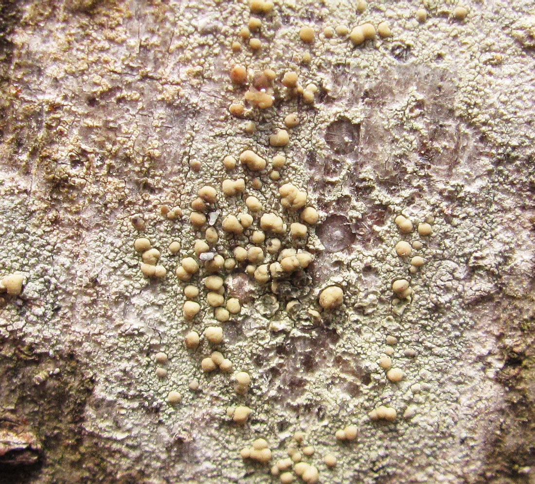 Image of genus Lecanora specimen.