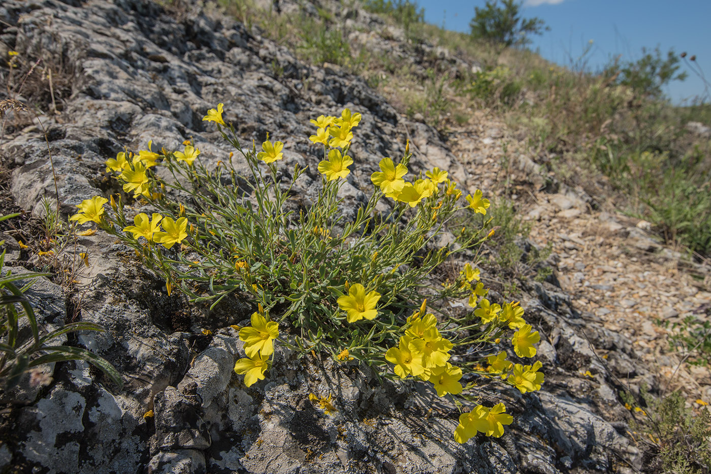 Image of Linum czernjajevii specimen.