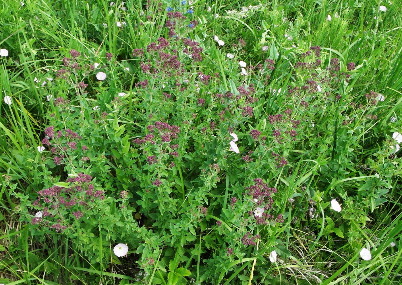 Image of Origanum vulgare specimen.