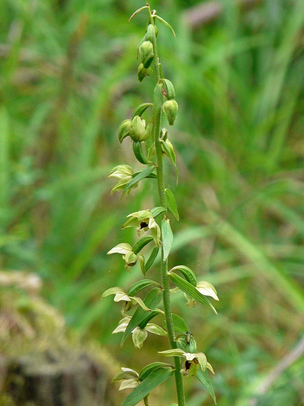 Изображение особи Epipactis helleborine.