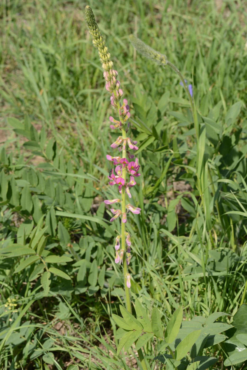 Image of Onobrychis grandis specimen.