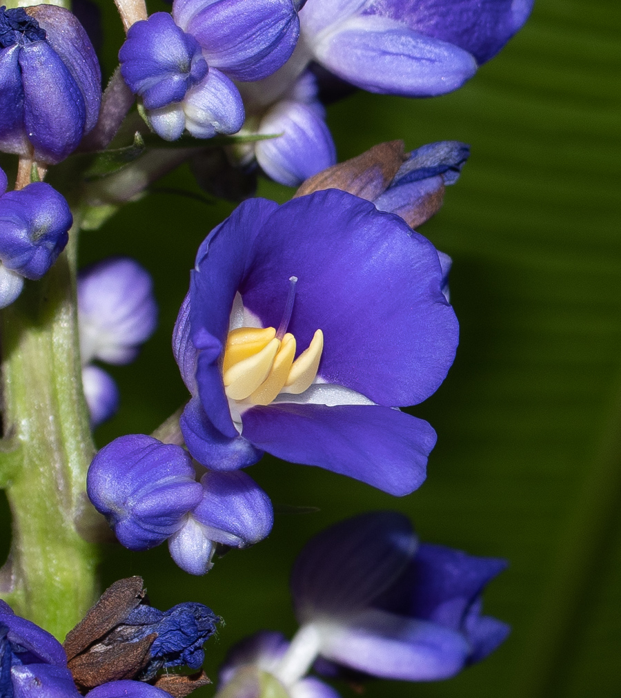 Изображение особи Dichorisandra thyrsiflora.