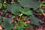 genus Begonia. Цветущее растение. Малайзия, штат Саравак, округ Мири, национальный парк «Мулу». 13.03.2015.