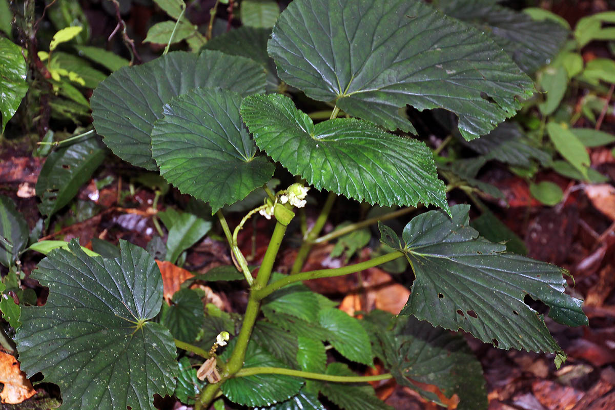 Изображение особи род Begonia.