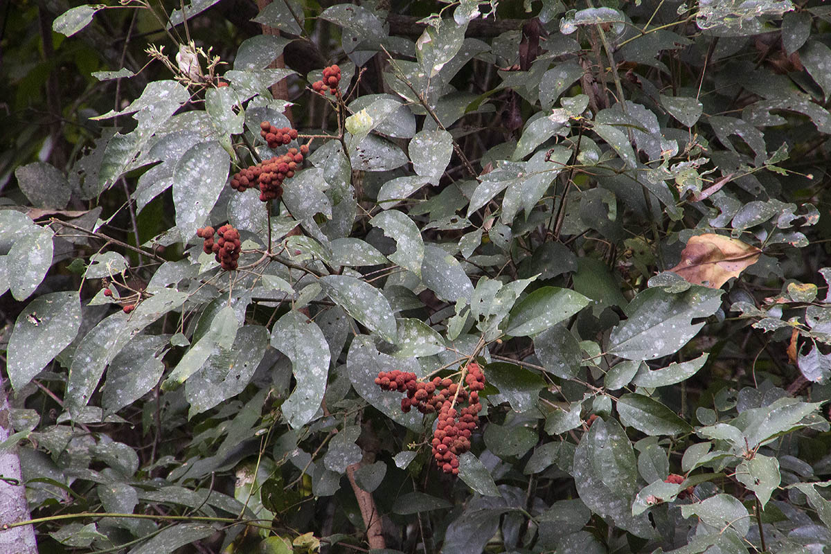 Image of Mallotus philippensis specimen.