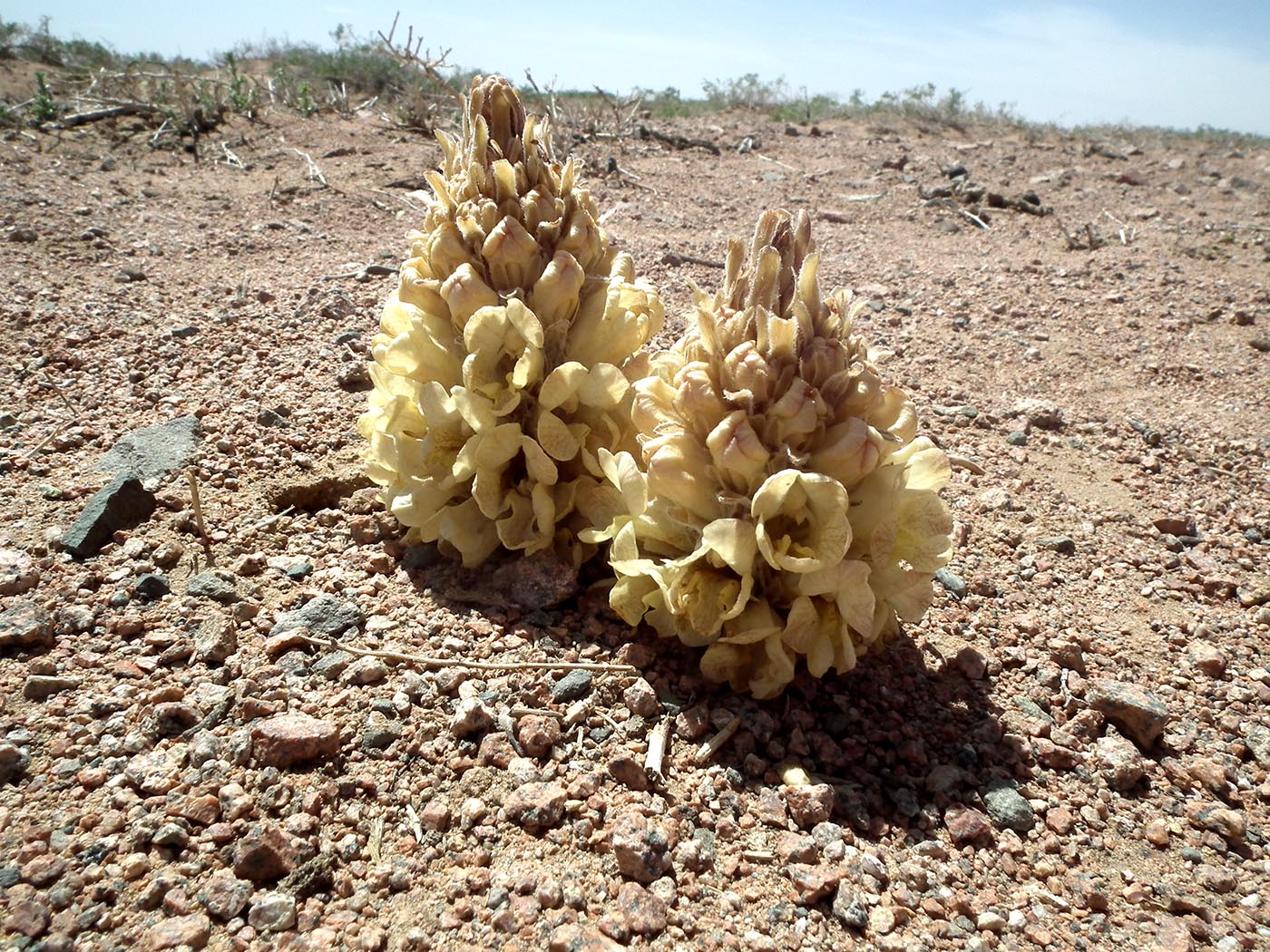 Изображение особи Cistanche deserticola.