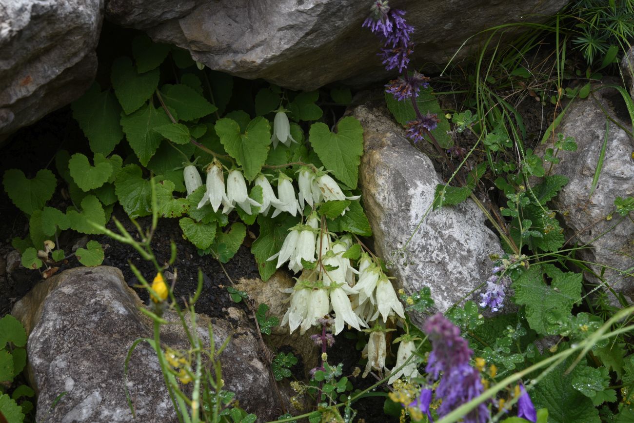 Изображение особи Campanula alliariifolia.