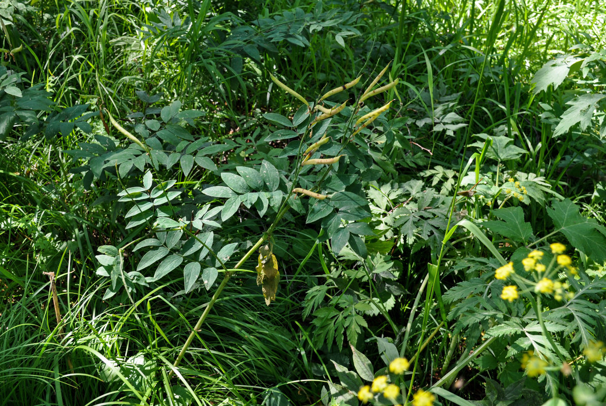 Изображение особи Lathyrus gmelinii.