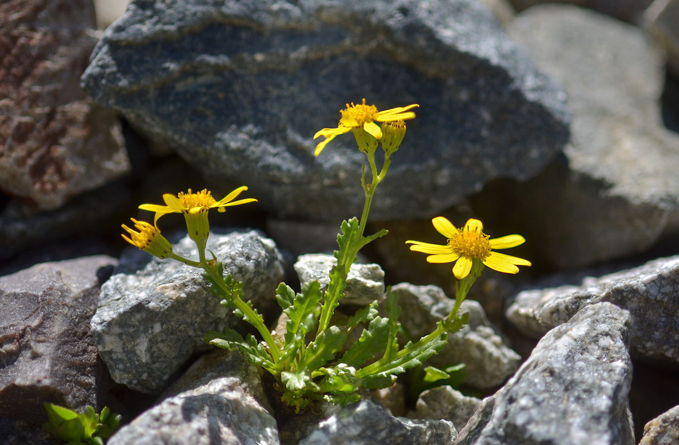 Image of Senecio sosnovskyi specimen.