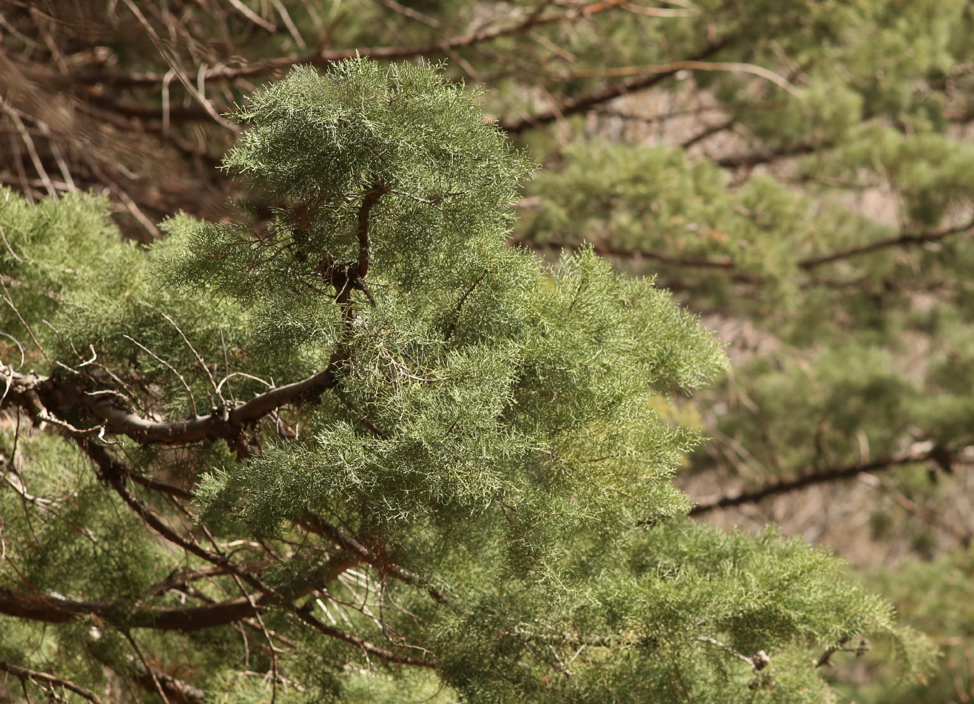 Image of genus Cupressus specimen.