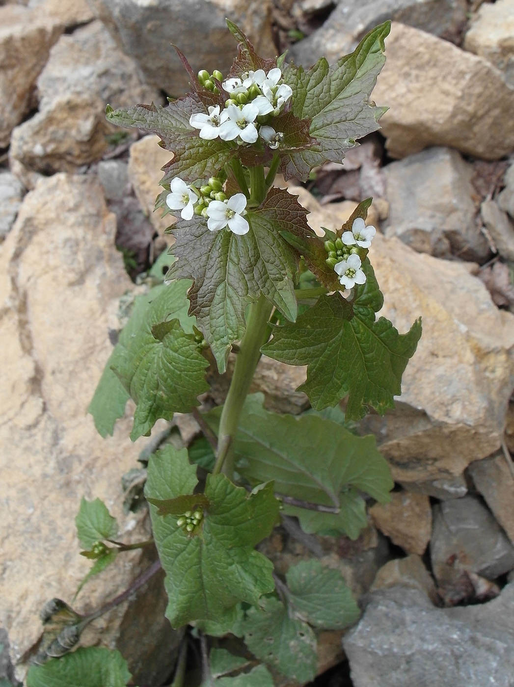 Изображение особи Alliaria petiolata.