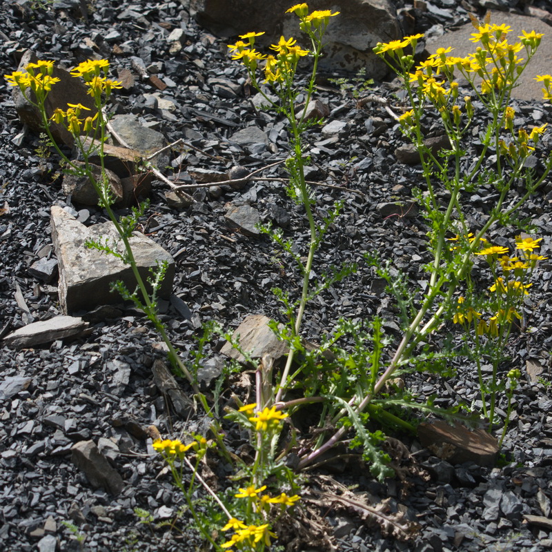 Image of genus Senecio specimen.