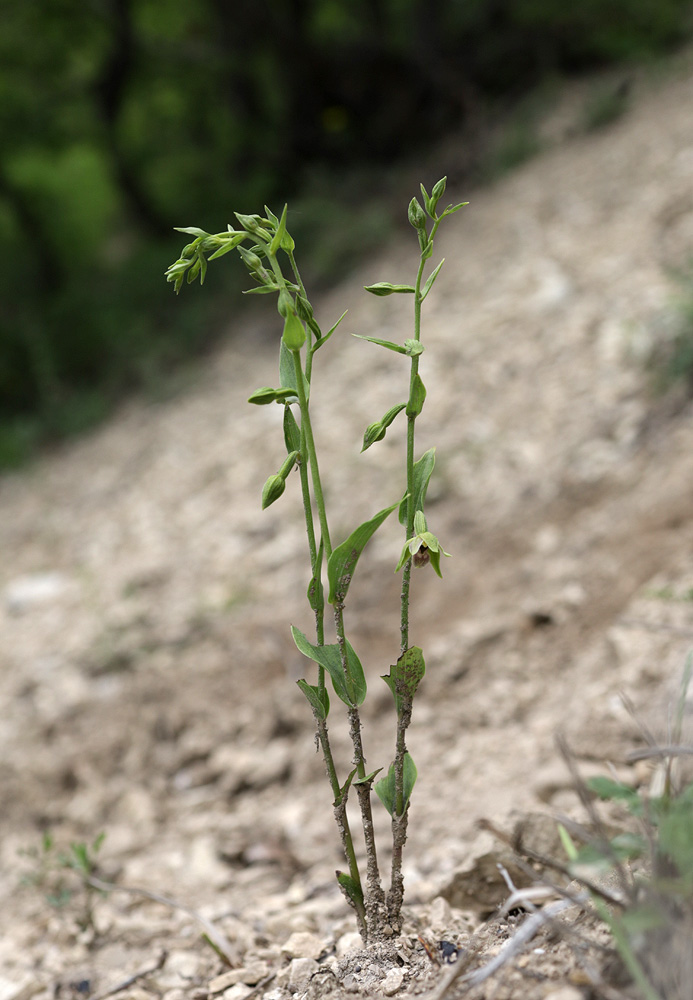 Image of Epipactis persica specimen.