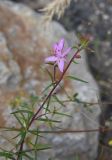 Chamaenerion colchicum. Верхушка веточки с цветками и бутонами. Чечня, Шаройский р-н, бассейн р. Цесиахк, нижняя часть долины левого притока, сухой участок дна. 11 августа 2023 г.