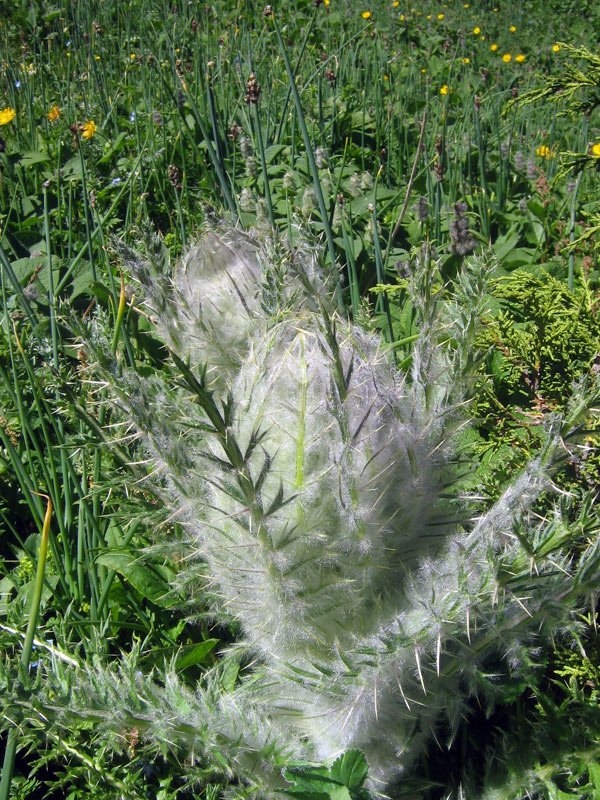 Image of Schmalhausenia nidulans specimen.