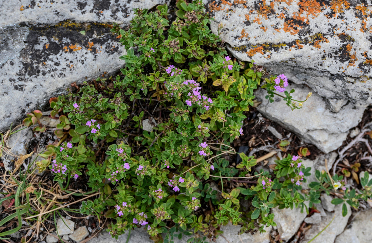 Image of genus Thymus specimen.