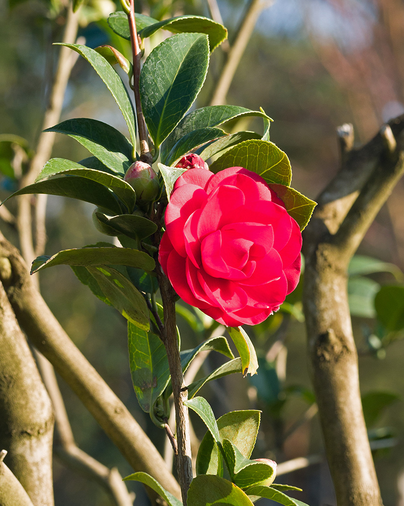 Image of Camellia japonica specimen.