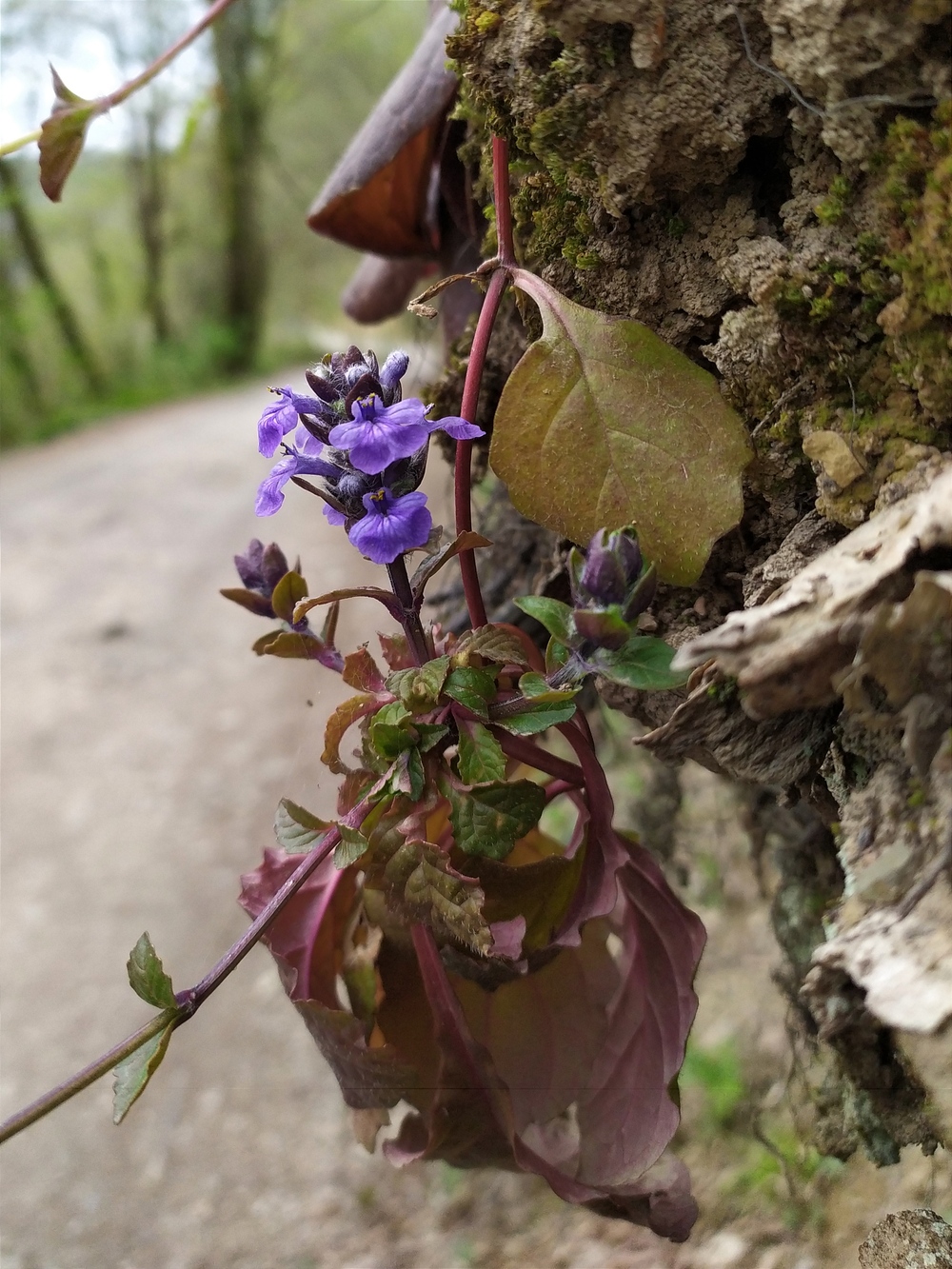 Image of Ajuga reptans specimen.