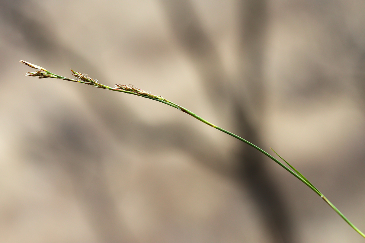 Image of Carex pediformis specimen.