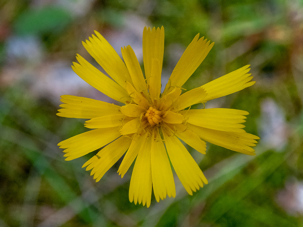 Image of genus Hieracium specimen.